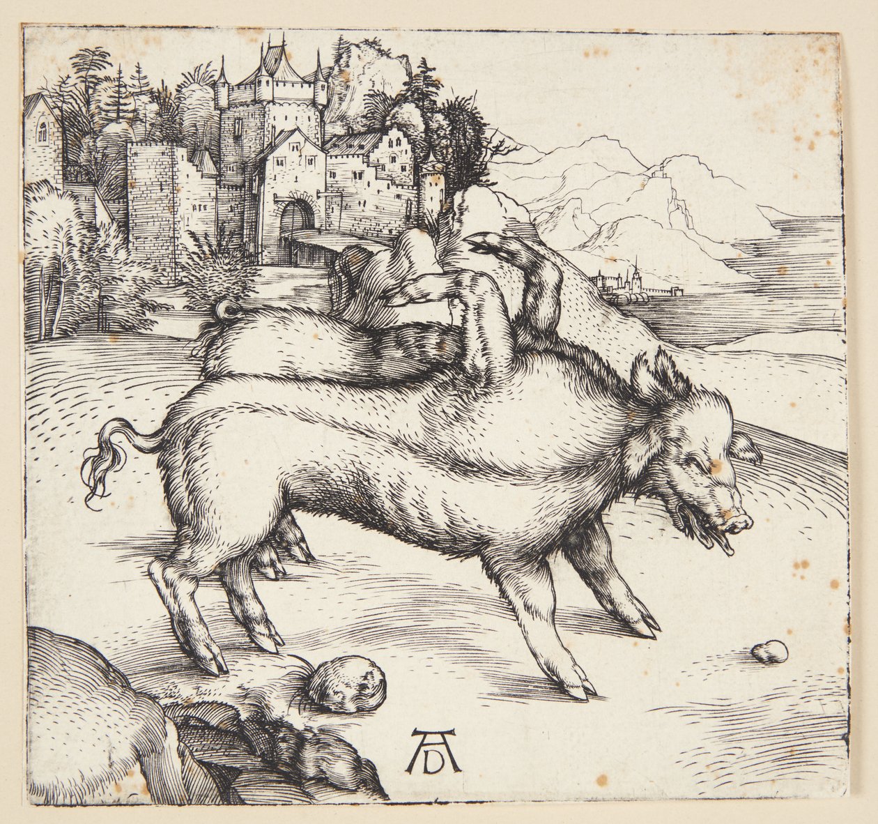 Landsers monstrøse so af Albrecht Dürer