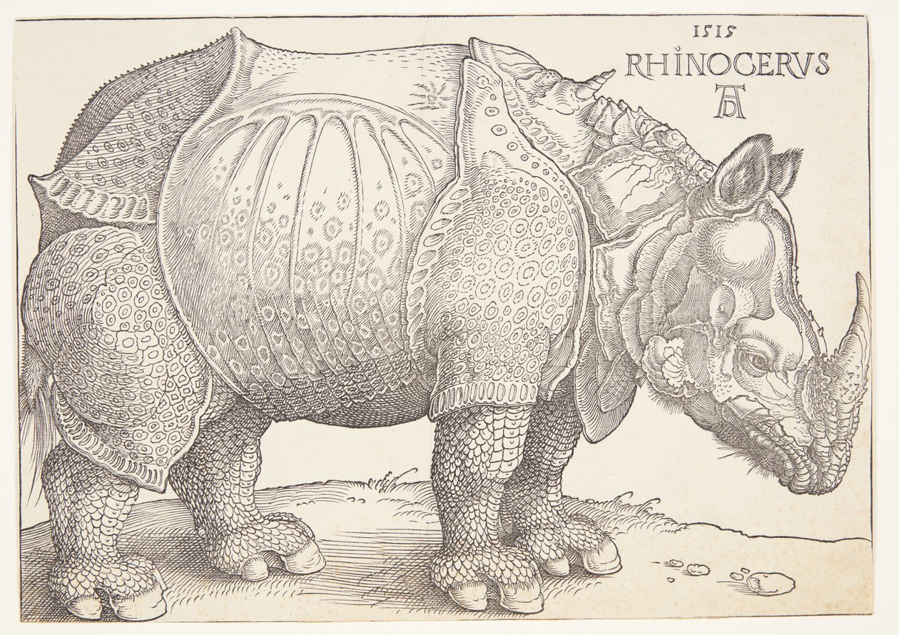 Næsehornet af Albrecht Dürer