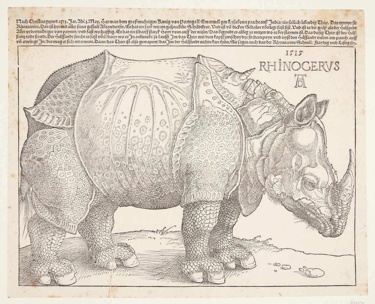 Næsehornet af Albrecht Dürer