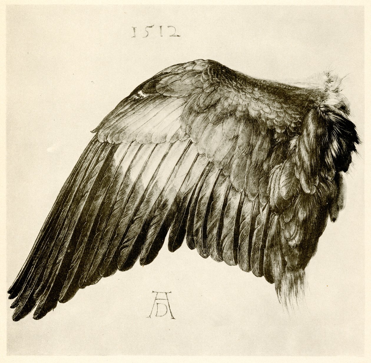 Vinge af en blå rulle af Albrecht Dürer