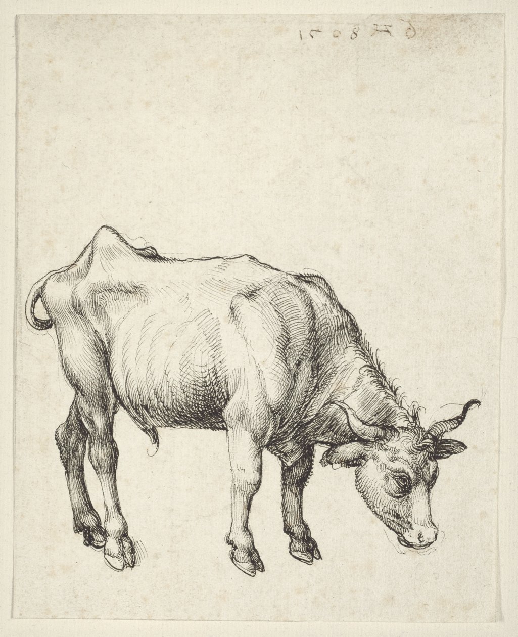 Ung Tyr af Albrecht Dürer