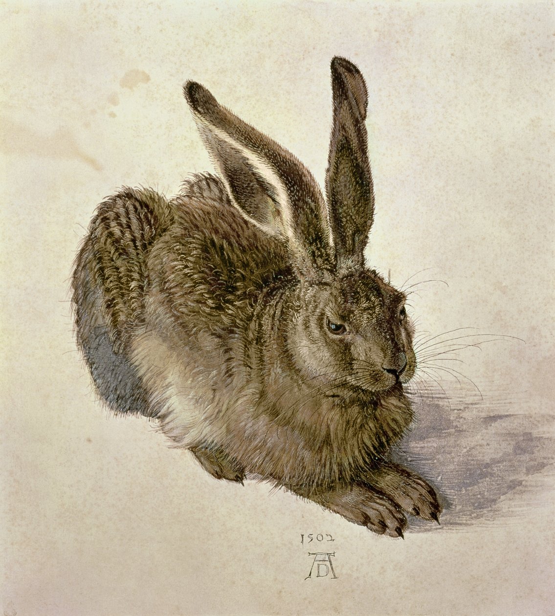 Young Hare af Albrecht Dürer