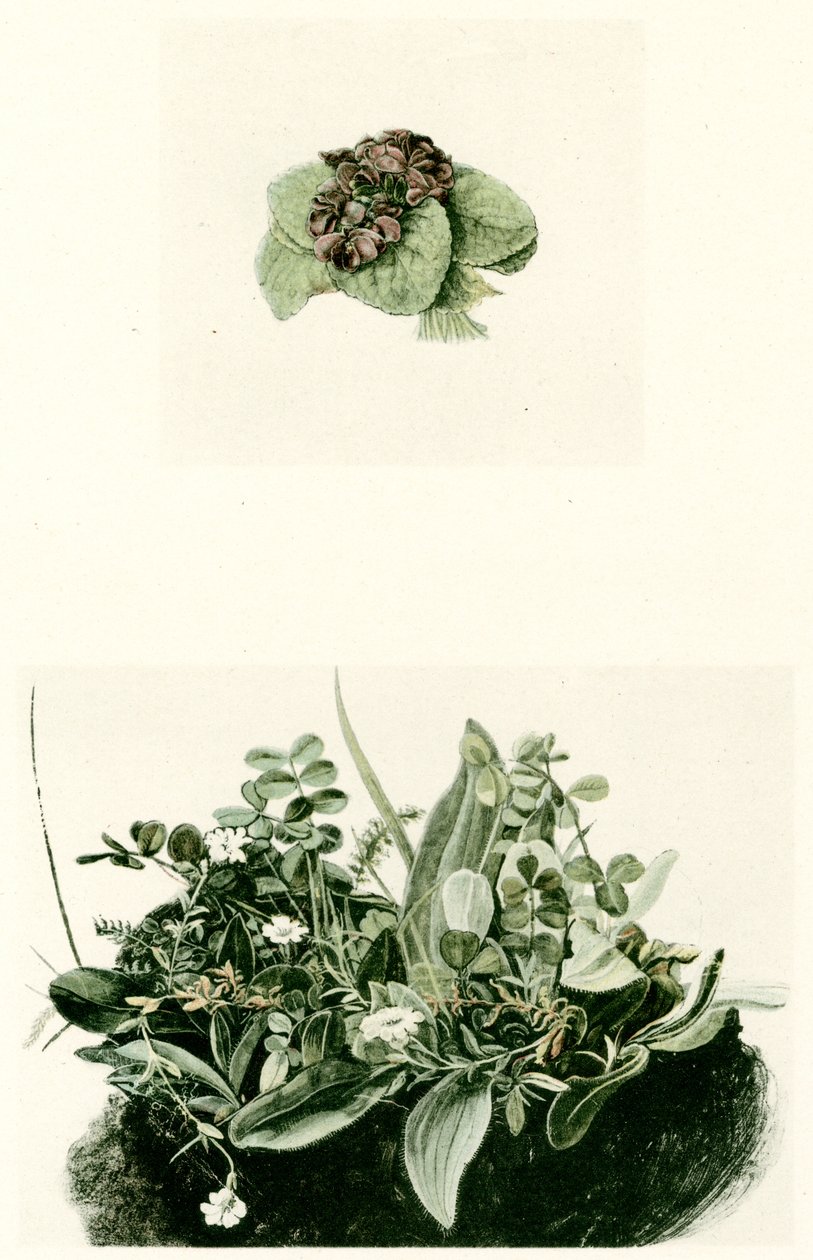 violer af Albrecht Dürer
