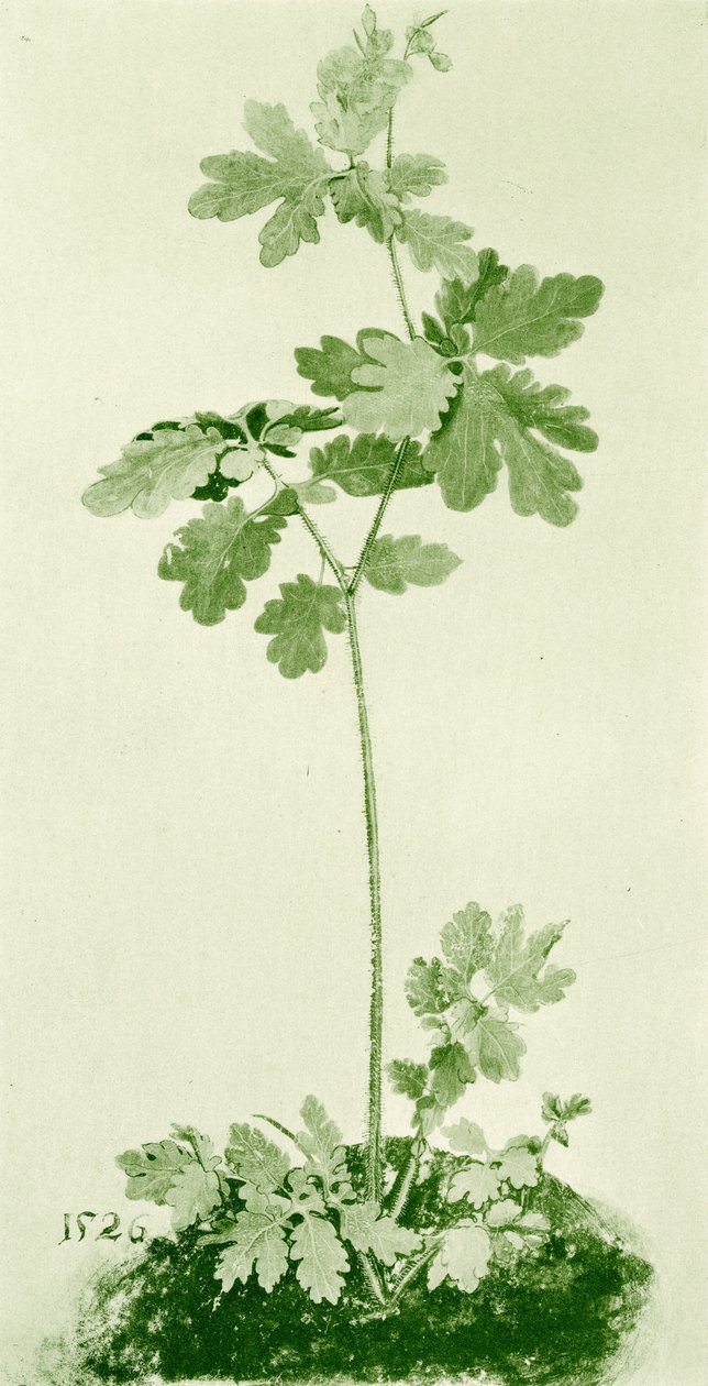 Celandine af Albrecht Dürer