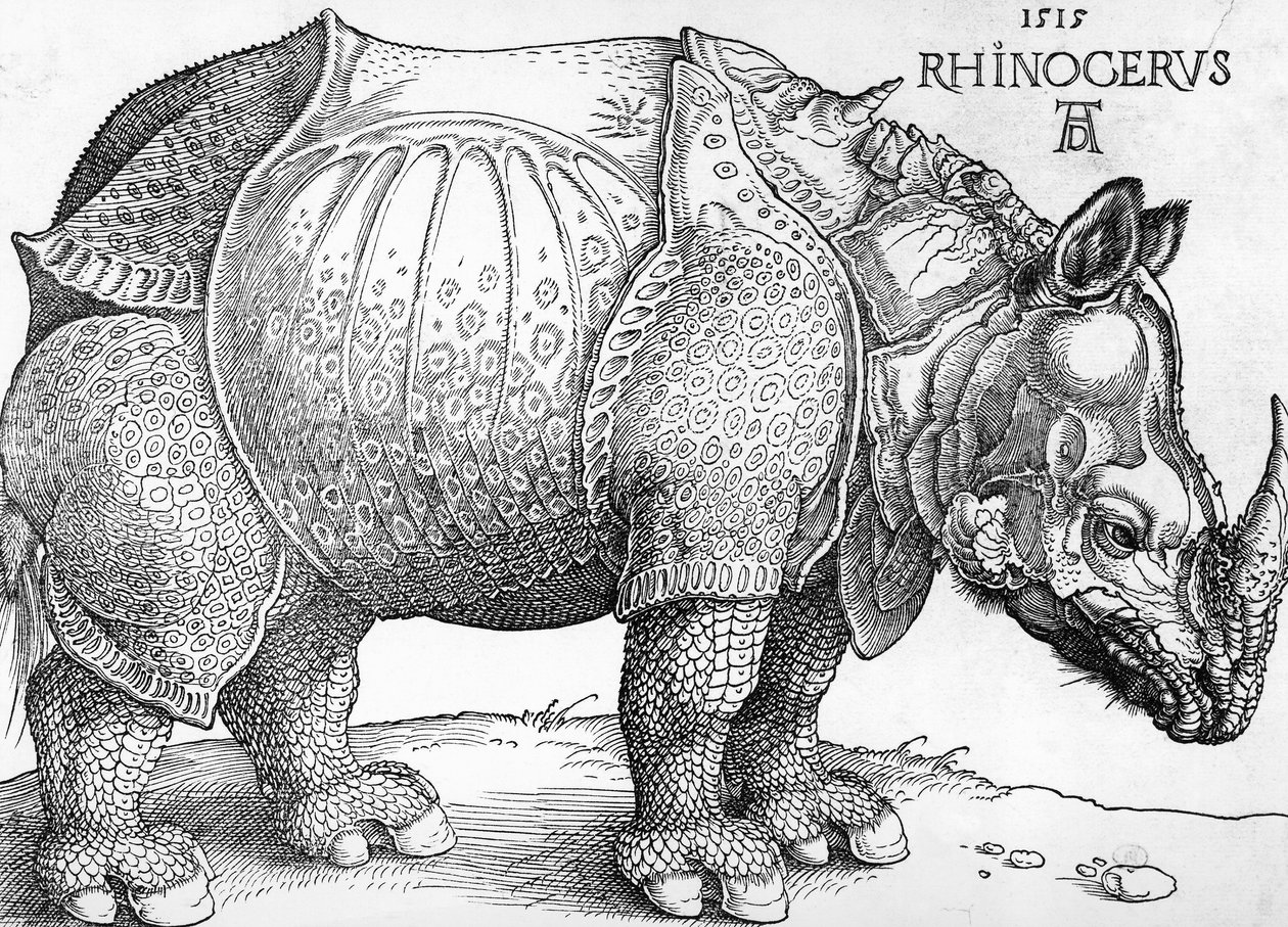 Næsehorn af Albrecht Dürer