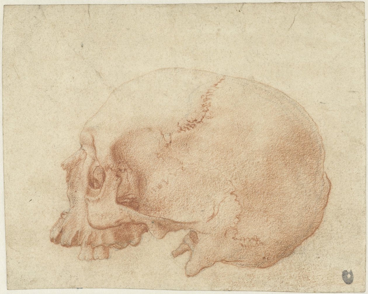 Studie af et kranie af Alessandro Allori