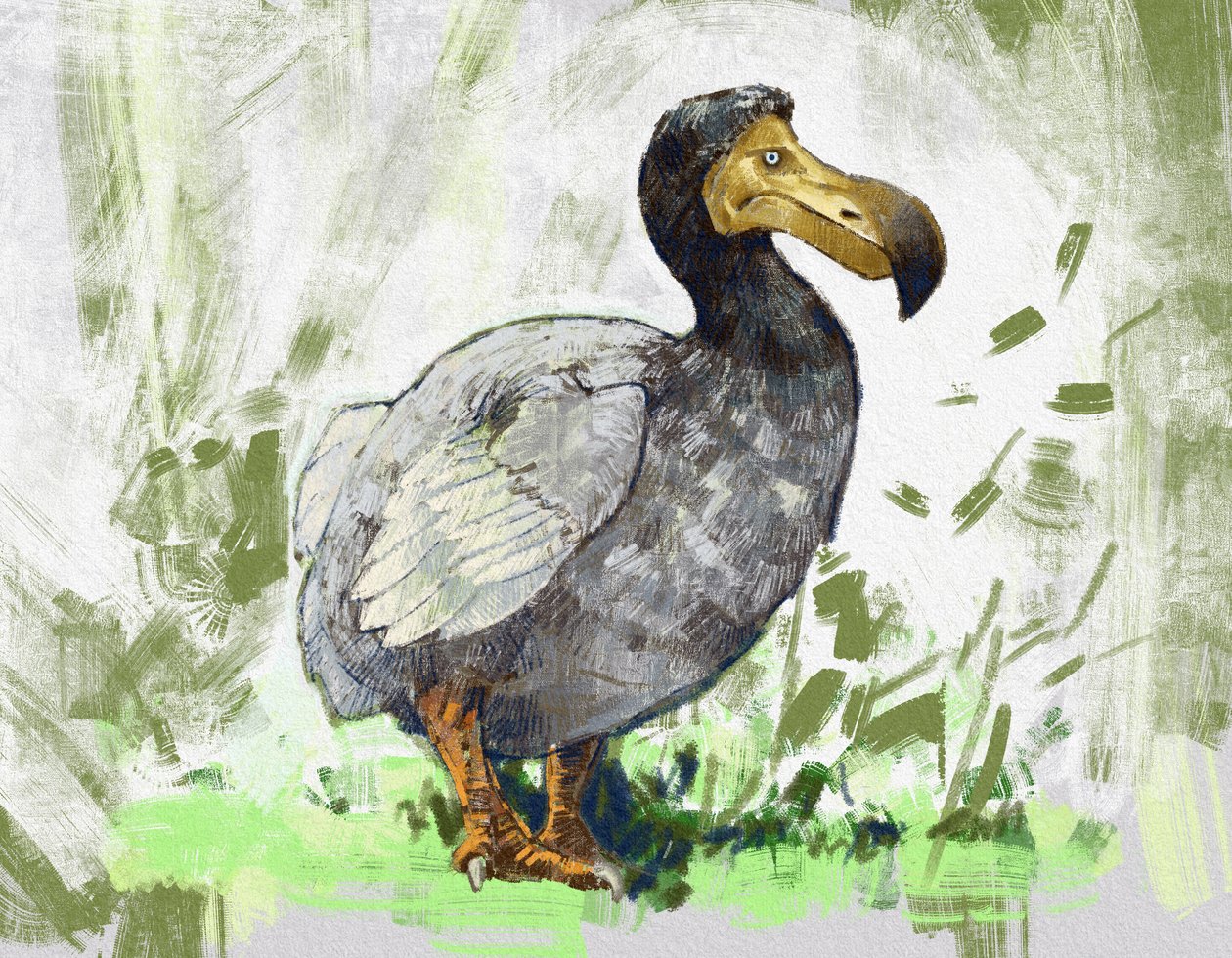 Repræsentation af den uddøde dodofugl (illustration) af Alessandro Lonati