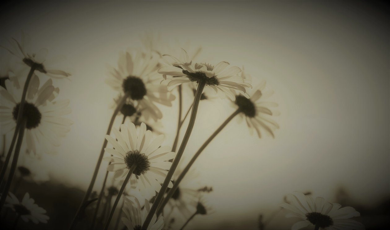 Afsnit, 2019, (fotografi) af Alex Caminker