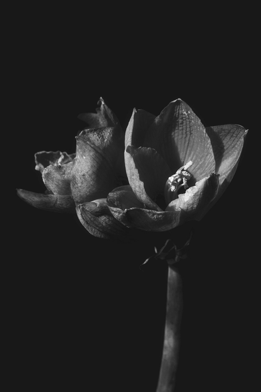 Uden titel, 2019, (fotografi) af Alex Caminker