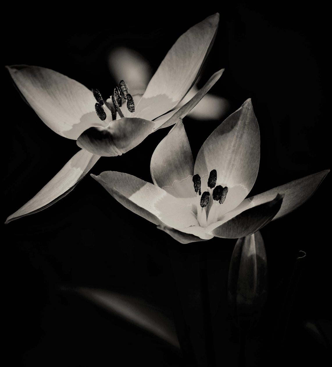 flyvning, 2019, (fotografi) af Alex Caminker