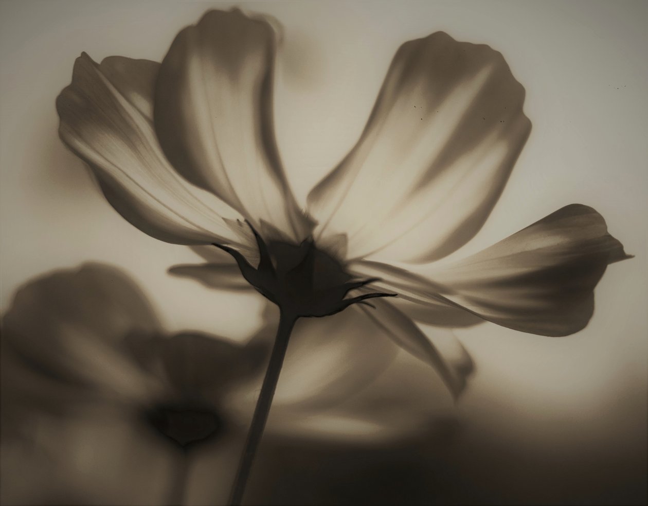 naturlig røntgen, 2019, (fotografi) af Alex Caminker