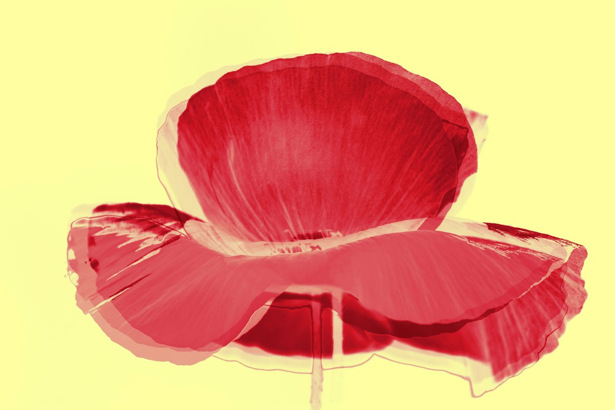 rød tulipan, 2019, (blandet medier) af Alex Caminker