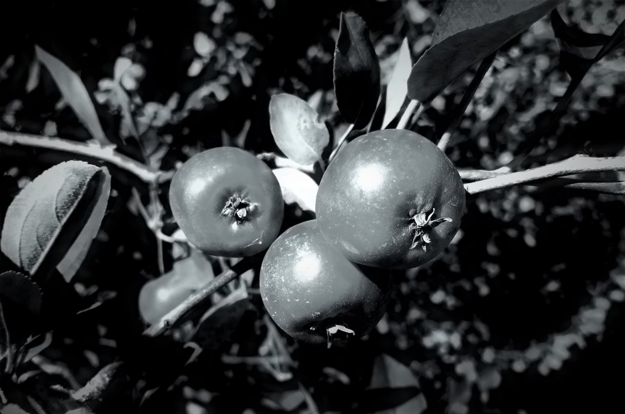 fastholdelse, 2019, (fotografi) af Alex Caminker