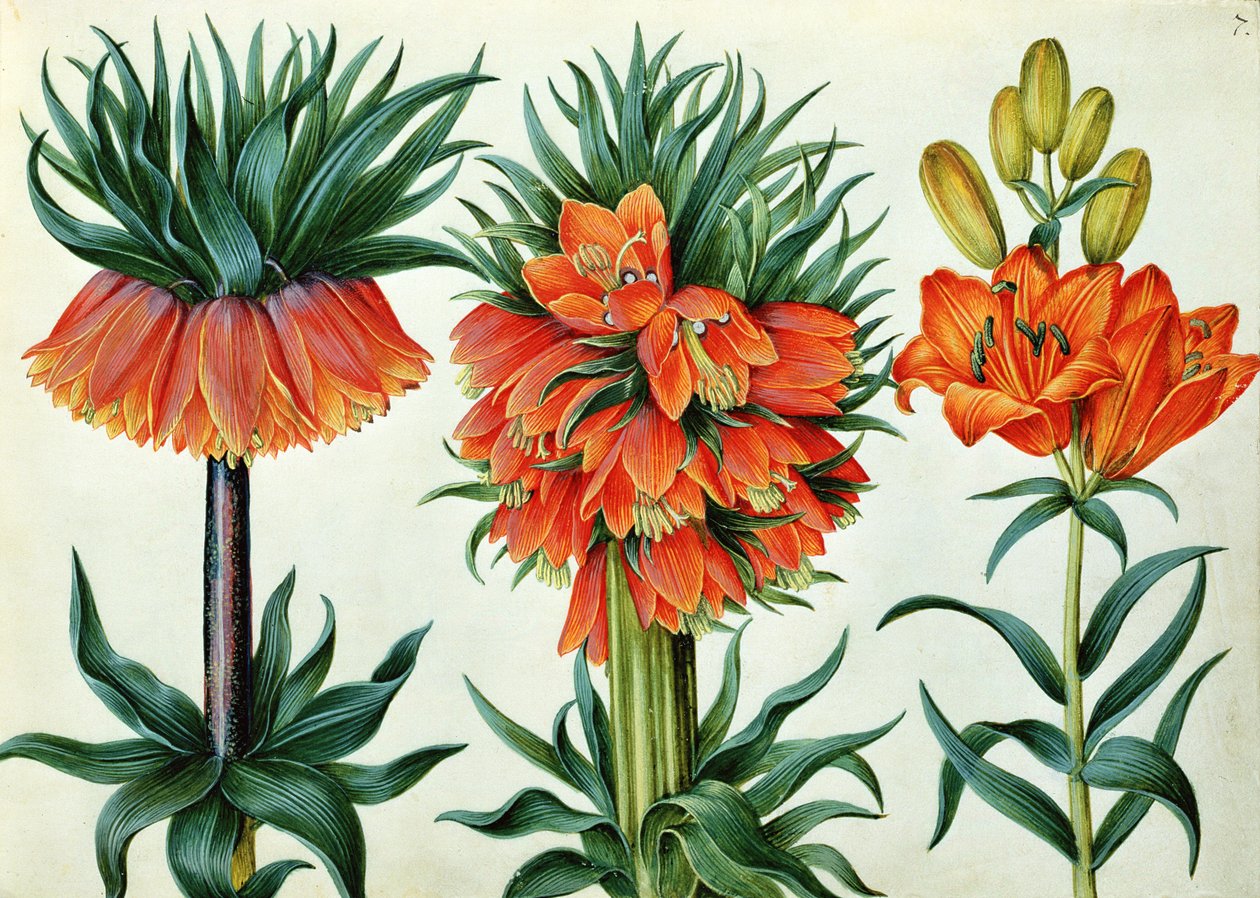 Crown Imperial Lily af Alexander Marshal