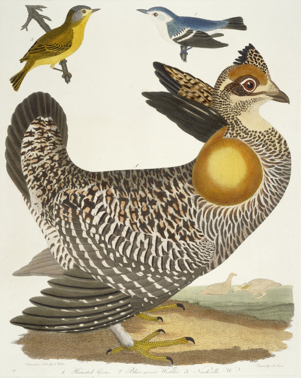 Fugle 27. 1. Pinnede Grous. 2. Blågrøn Sanger. 3. Nashville W., 1808-1814 af Alexander Wilson