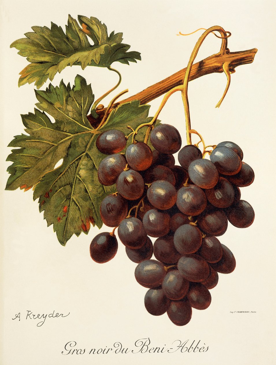 Abbes drue af A. Kreyder af Alexis Kreyder