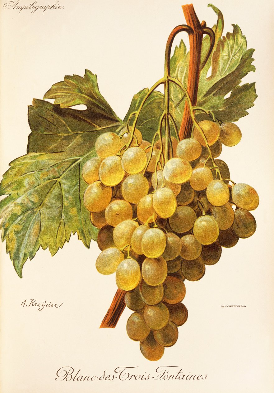 Blanc-des-Trois-Fontaines drue af A. Kreyder af Alexis Kreyder
