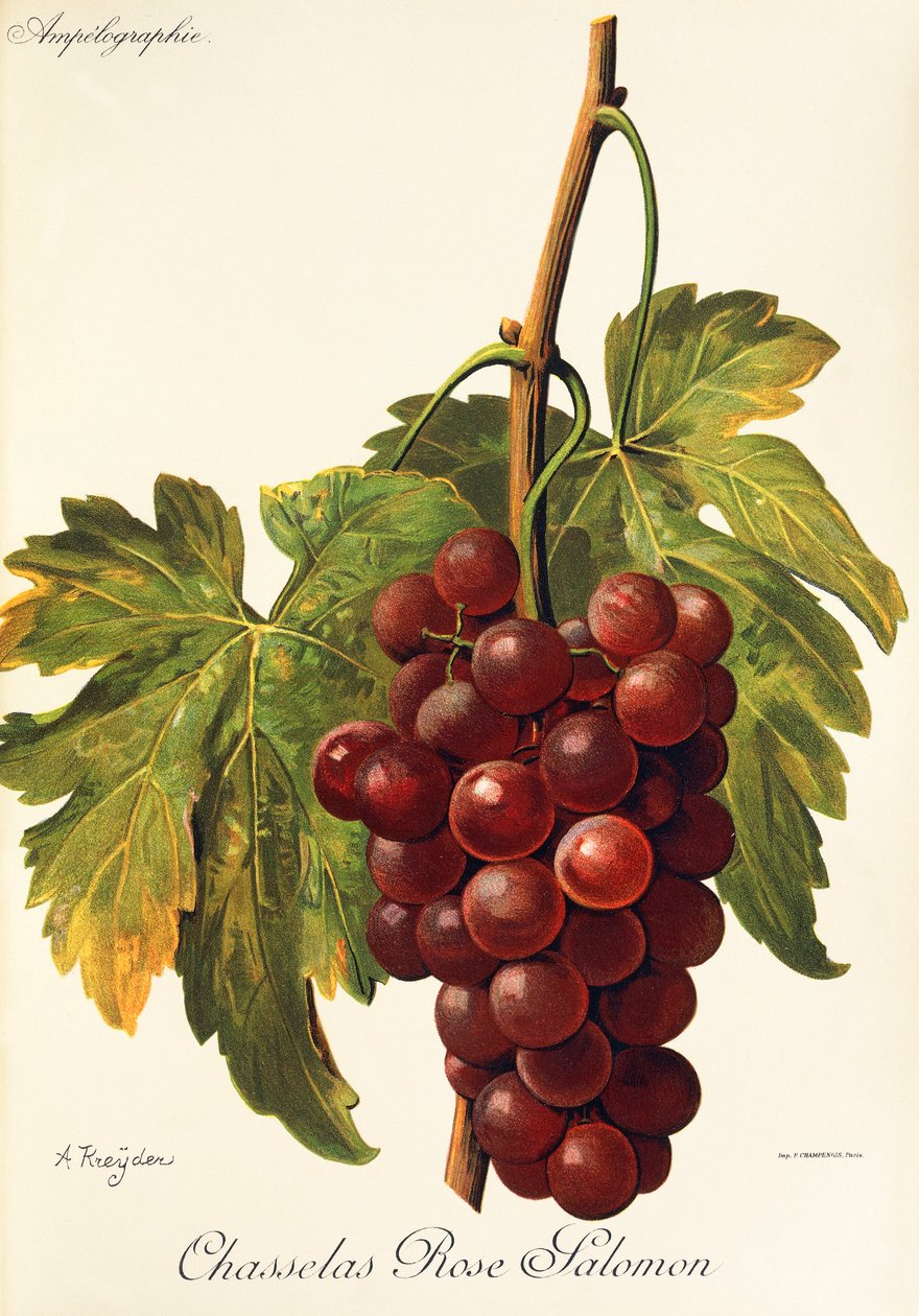 Chasselas Rose Salomon drue af A. Kreyder af Alexis Kreyder