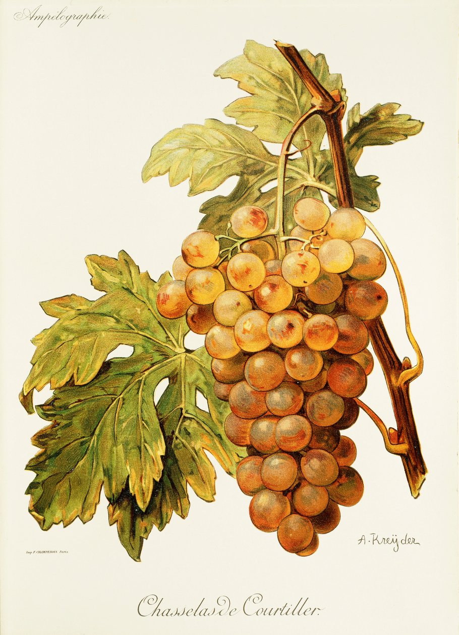 Chasselas de Courtiller drue af A. Kreyder af Alexis Kreyder