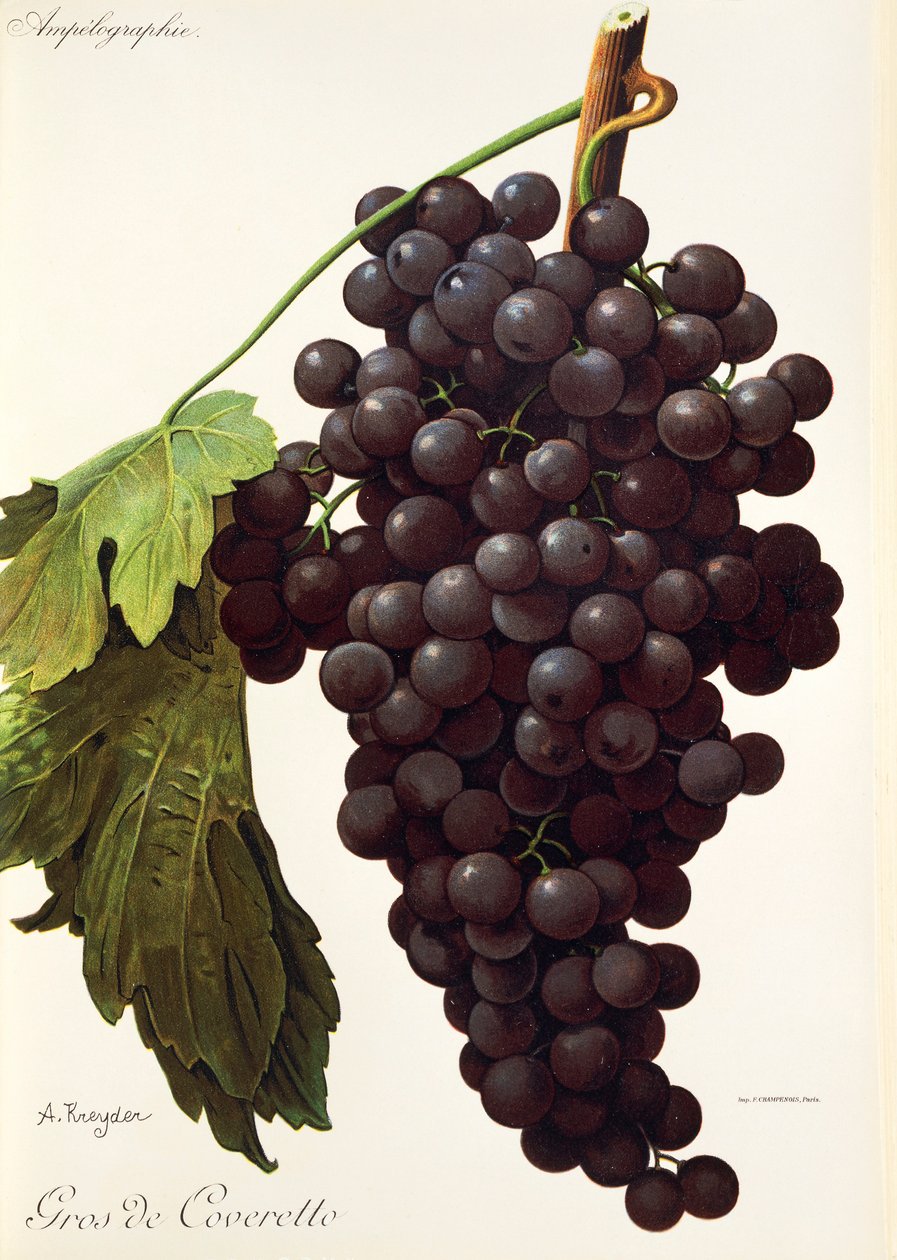 Gros de Coveretto grape by A. Kreyder af Alexis Kreyder