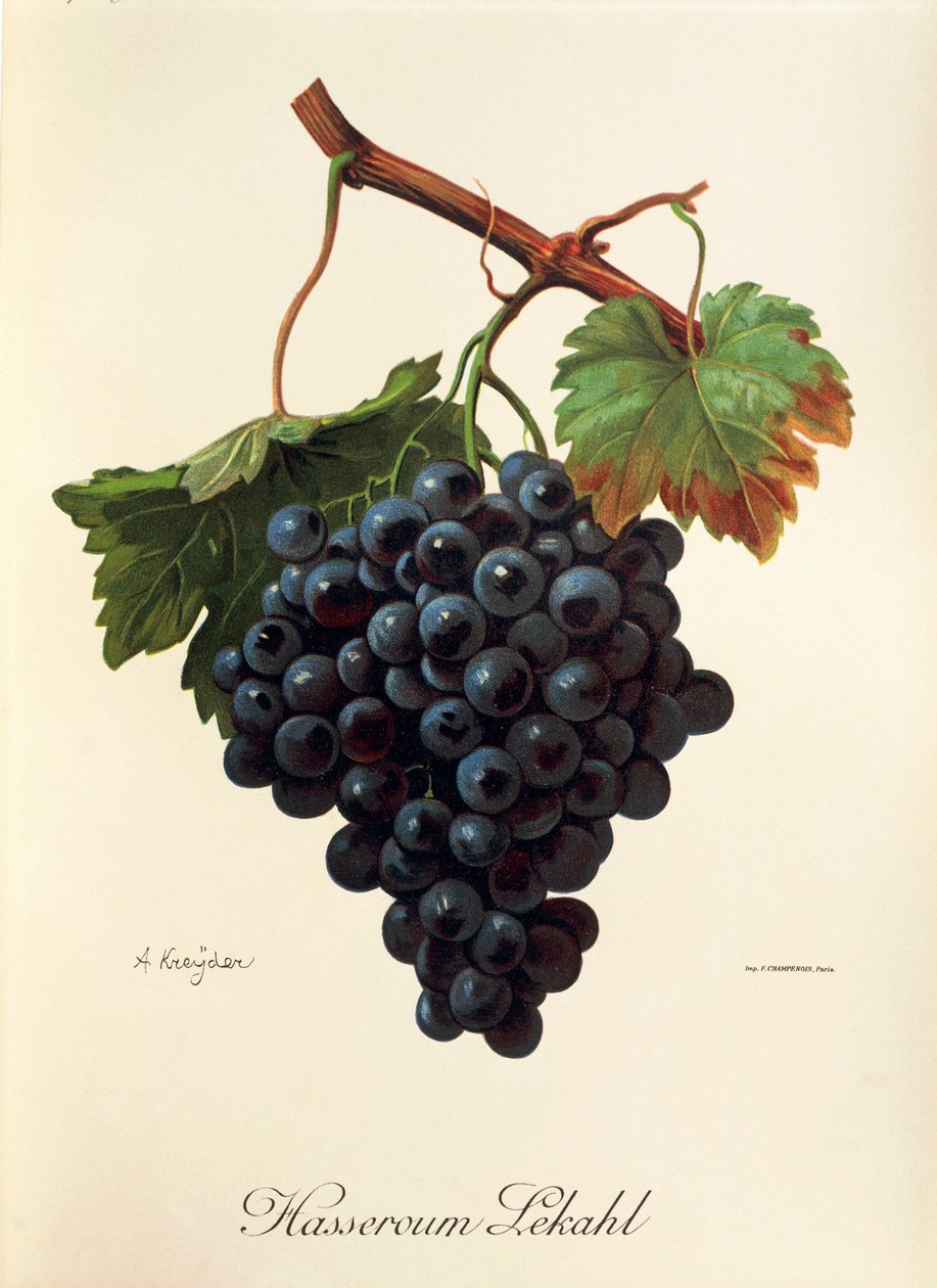 Hasseroum Lekahl grape by A. Kreyder af Alexis Kreyder