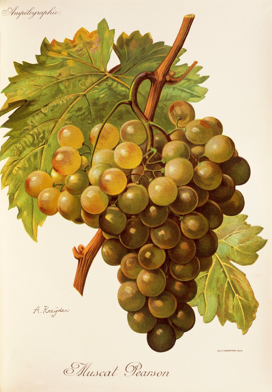 Muscat Pearson drue af A. Kreyder af Alexis Kreyder
