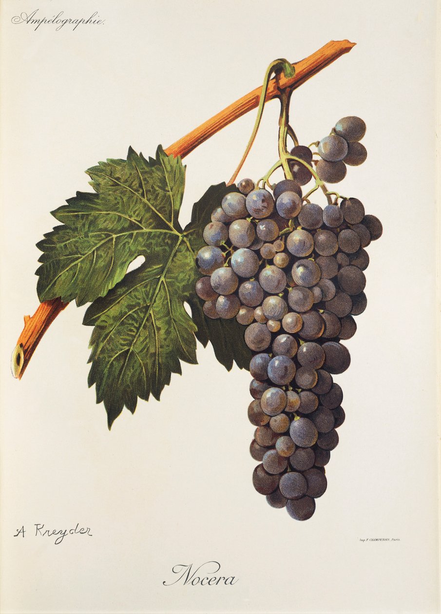 Nocera drue af A. Kreyder af Alexis Kreyder