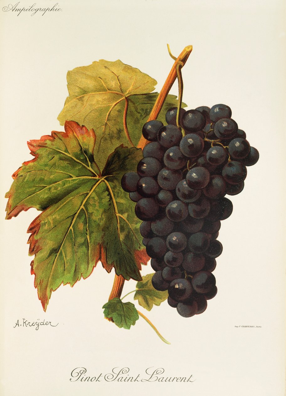 Pinot Saint Laurent drue af A. Kreyder af Alexis Kreyder