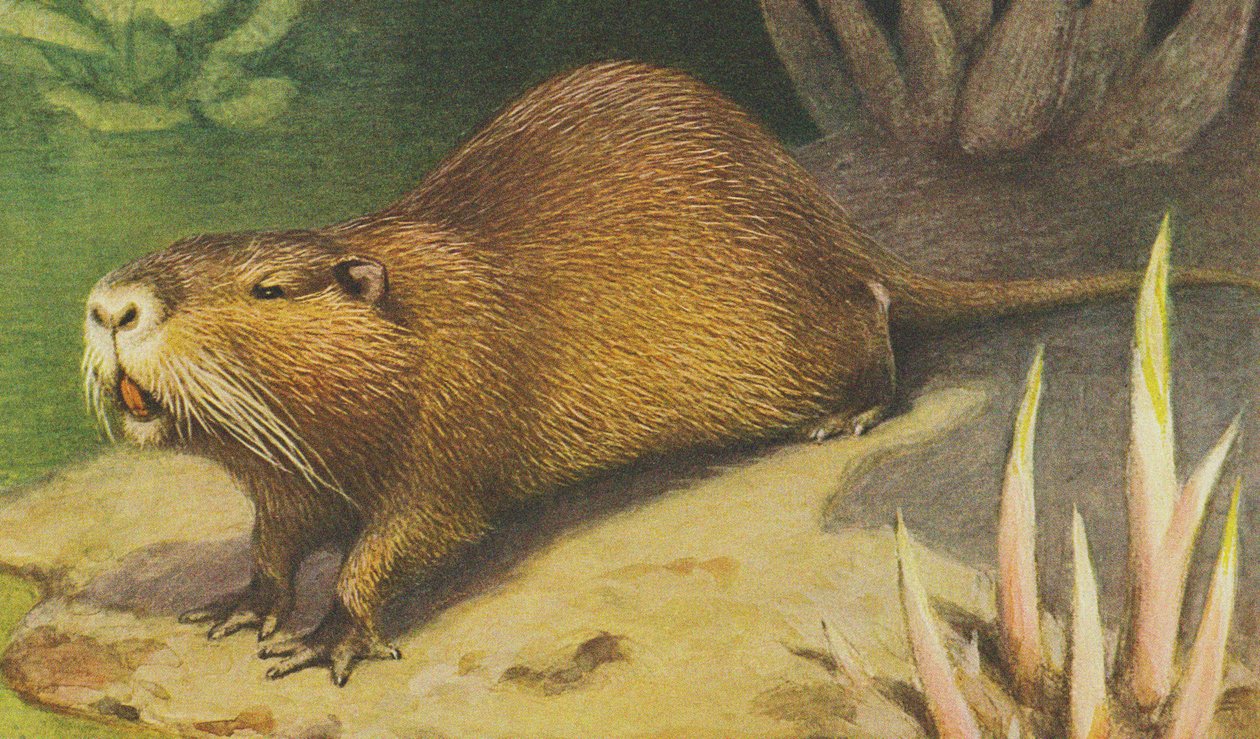 Coypu c.1900 af Alfred Brehm