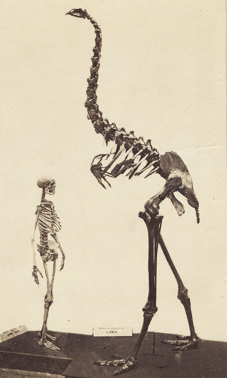 Man and Moa, ca. 1870 (albumin print) af Alfred Charles Barker