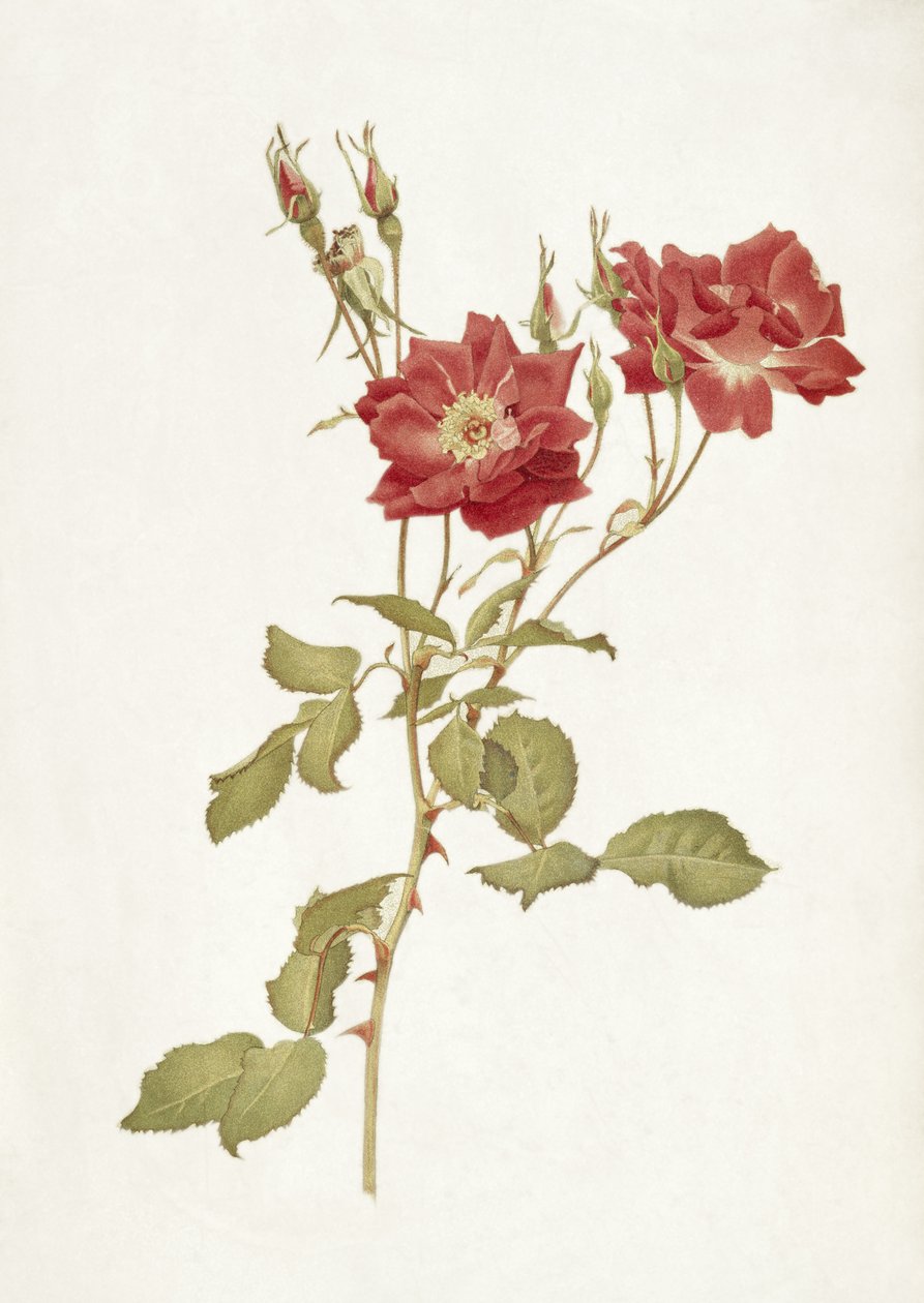 Rose: Bourbon af Alfred Parsons