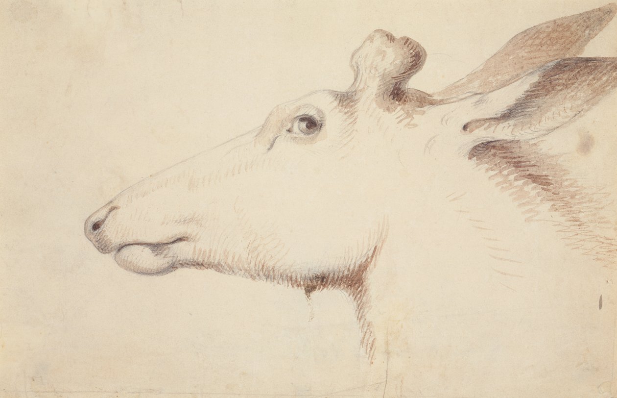 Elg. ca. 1837 (tegning) af Alfred Jacob Miller
