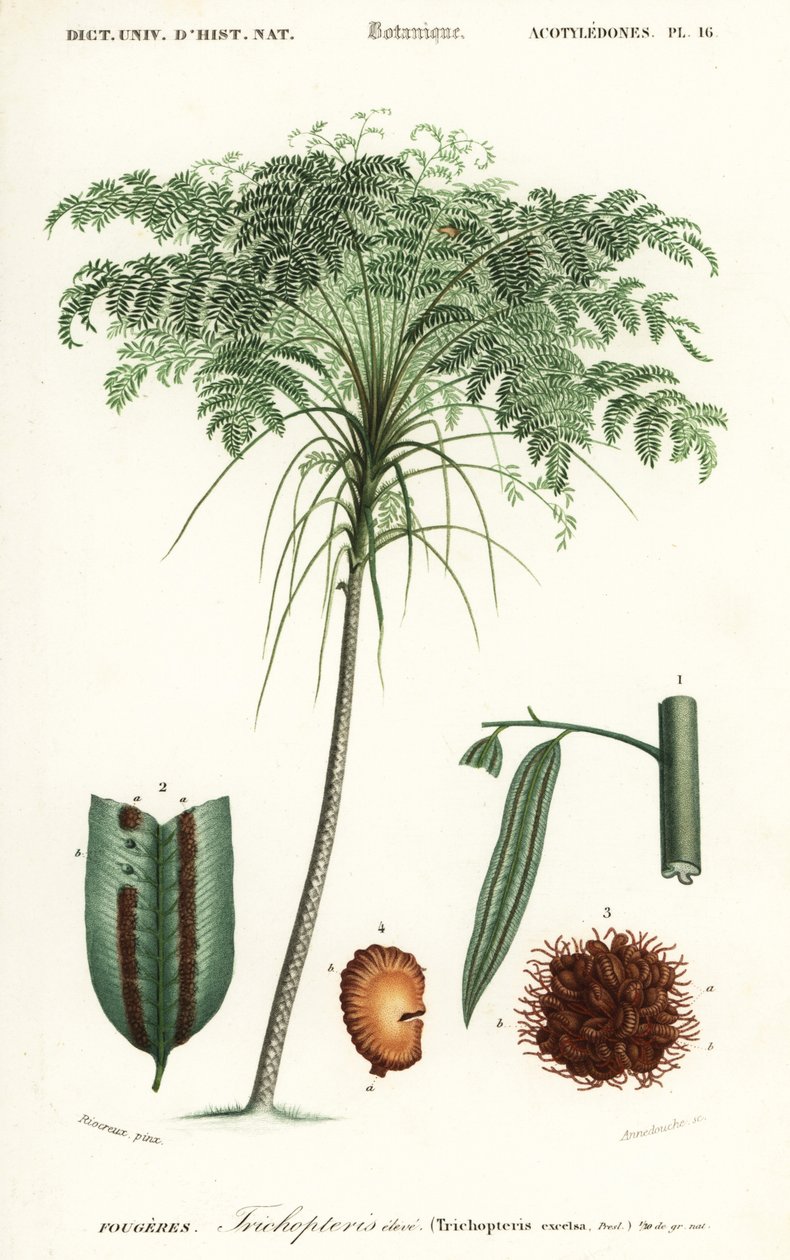 Træfern, Cyathea species., 1849 (gravering) af Alfred Riocreux