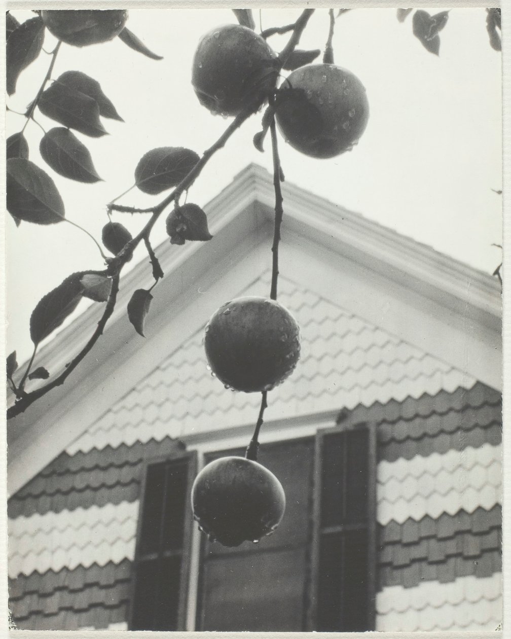 Gavl og æbler, 1922. af Alfred Stieglitz