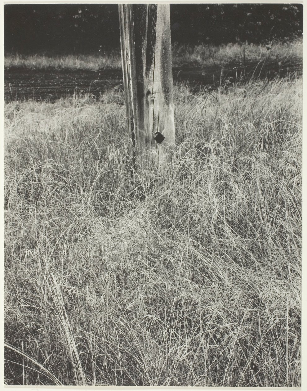 Græs og flagstang af Alfred Stieglitz