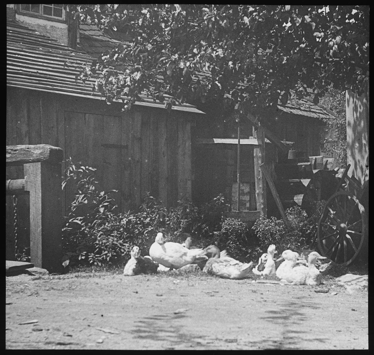 vurdering af Alfred Stieglitz