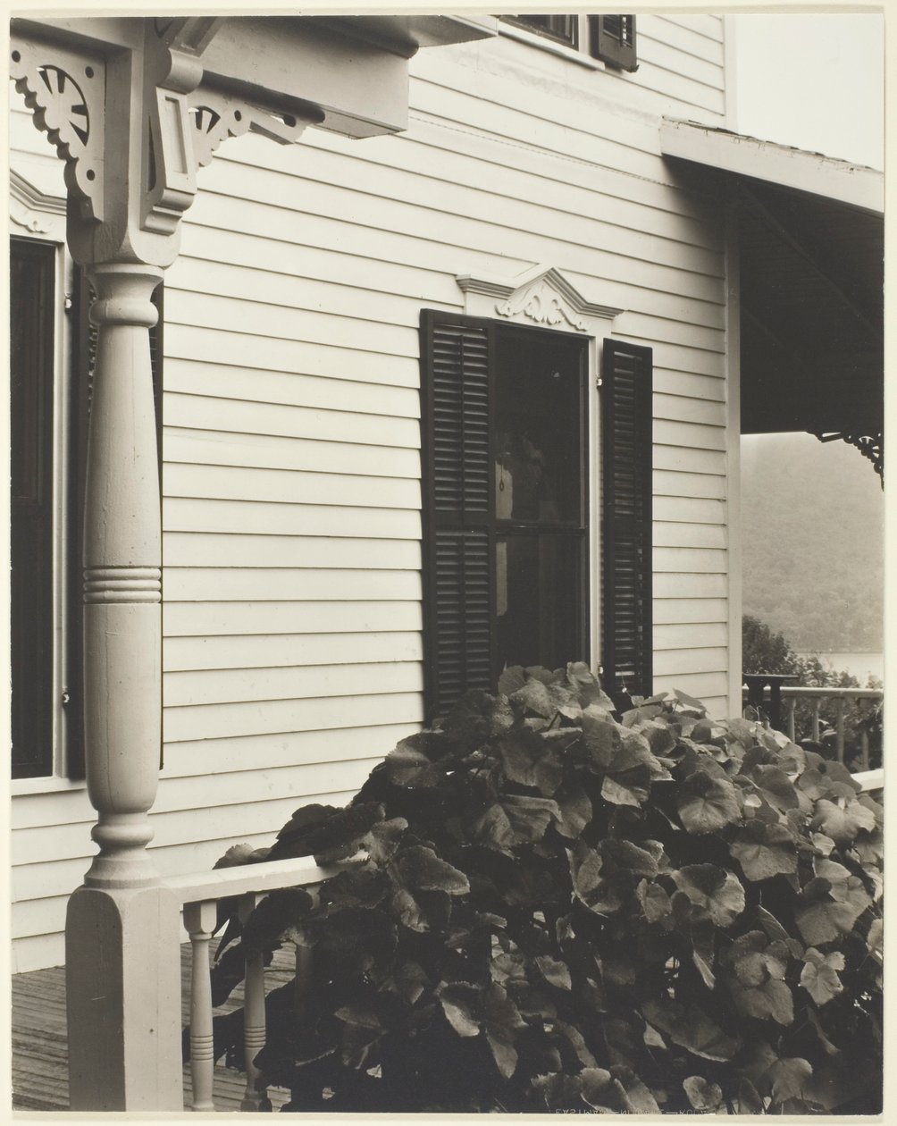 Hus og drueblade af Alfred Stieglitz