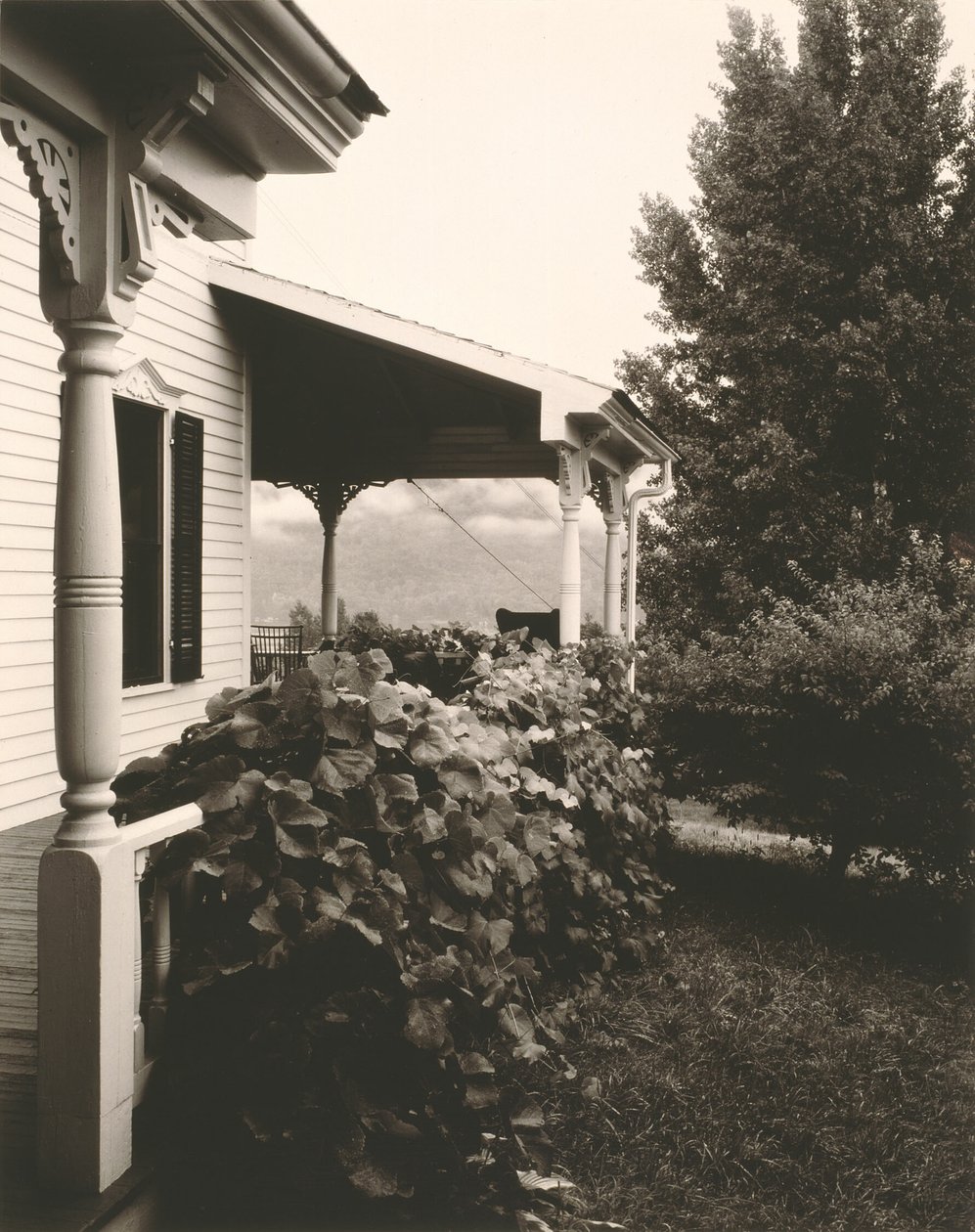 Hus og drueblade af Alfred Stieglitz