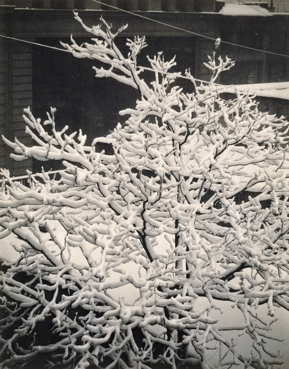Ud af vinduet - 291 - N.Y. af Alfred Stieglitz