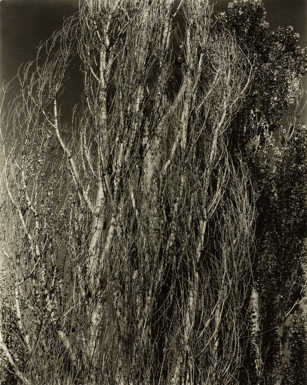 Popler-Lake George, 1932. af Alfred Stieglitz