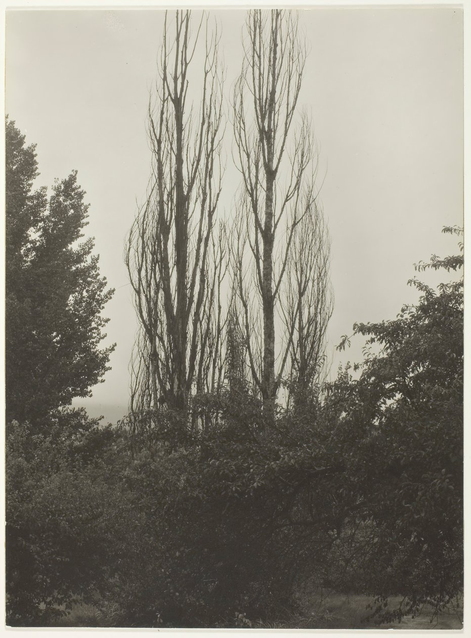 Poplars - Lake George, 1935. af Alfred Stieglitz