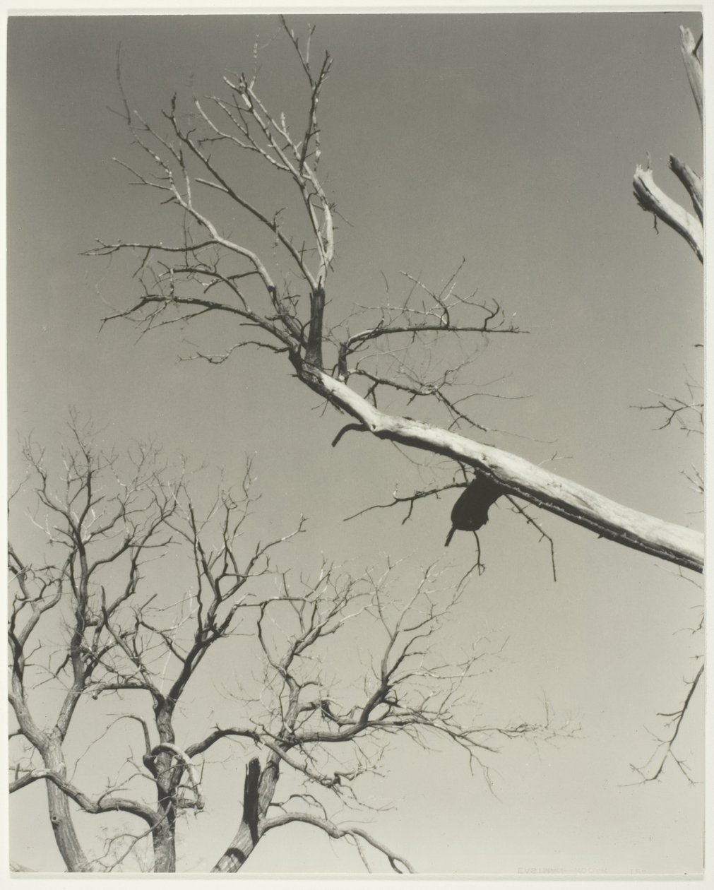 Det døende kastanjetræ - min lærer af Alfred Stieglitz