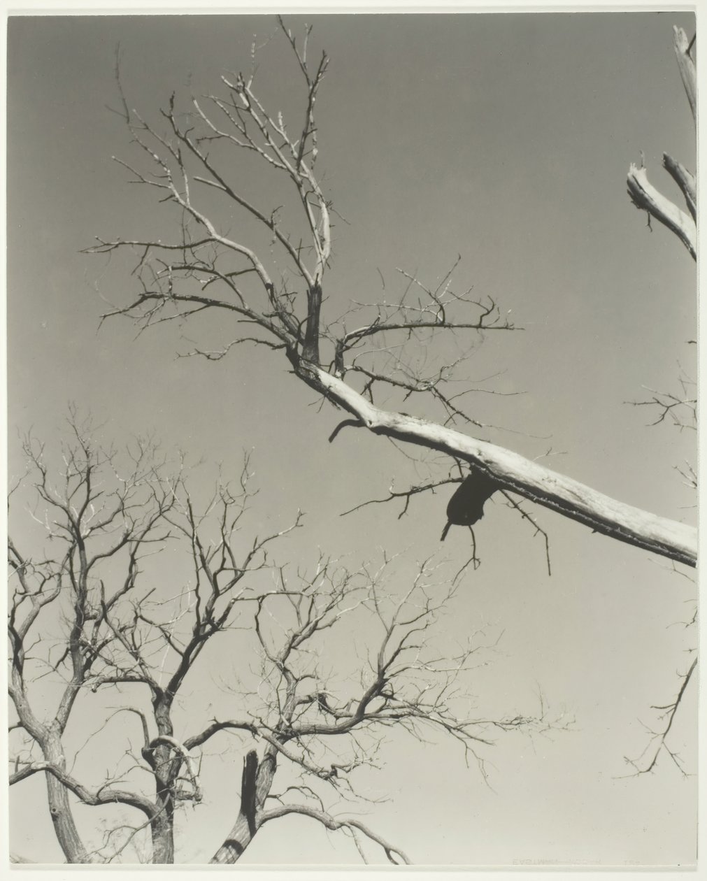 Det døende kastanjetræ – min lærer, 1927. af Alfred Stieglitz