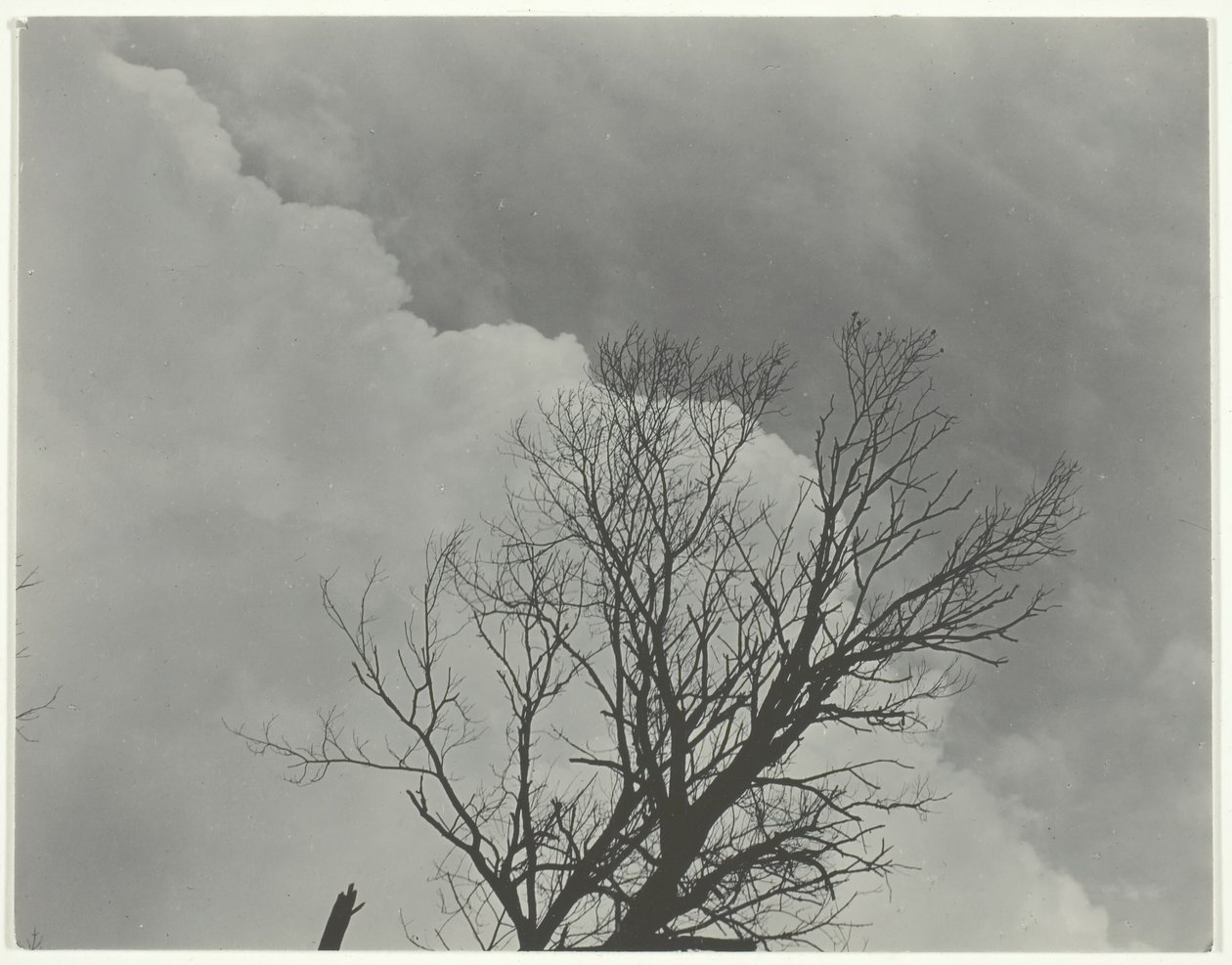 Træsæt 3, ca. 1924. af Alfred Stieglitz
