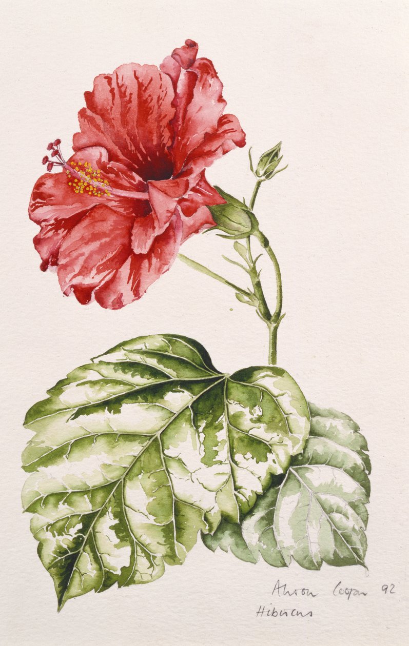 Hibiscus (purpurrød), 1992 (wc) af Alison Cooper