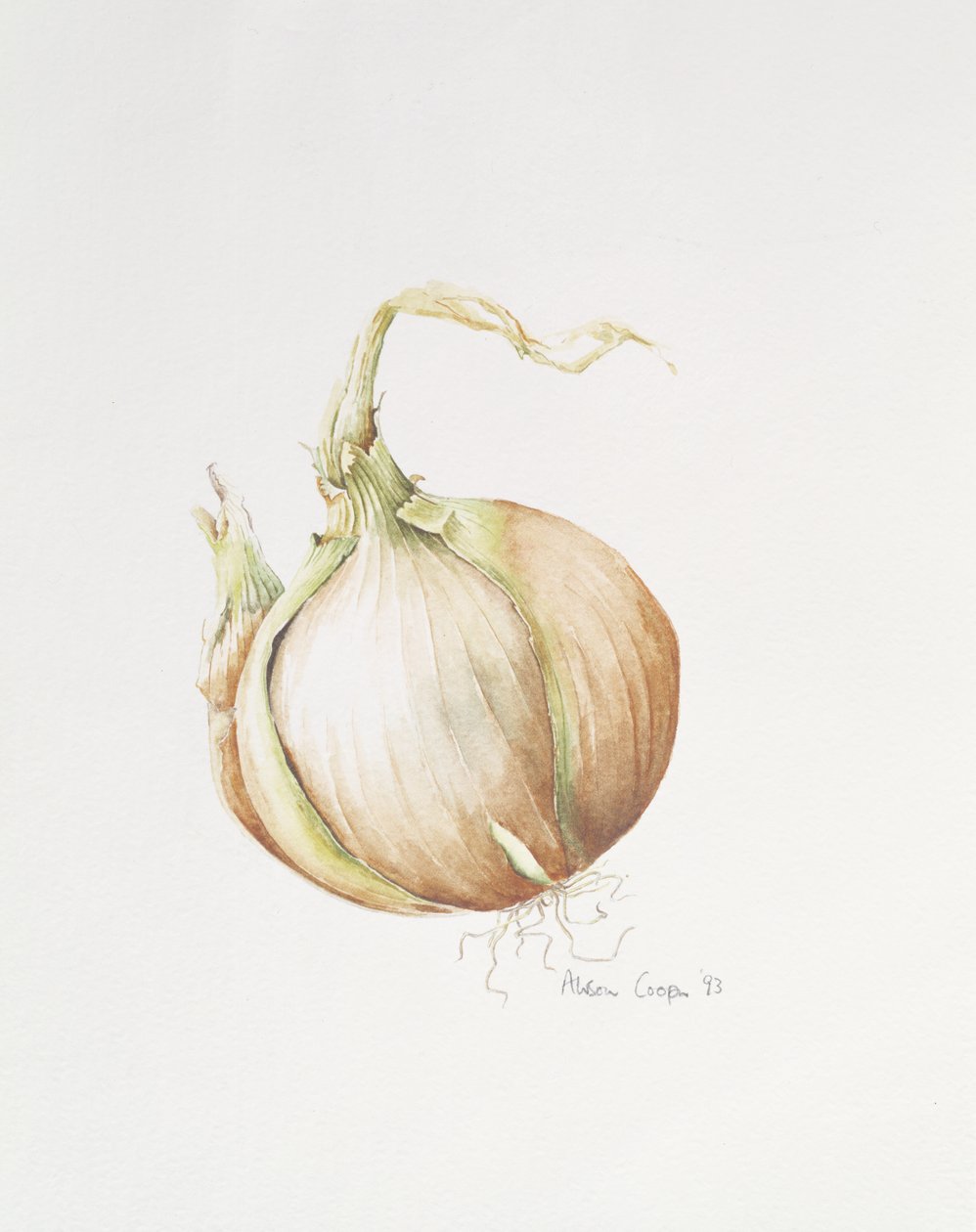 Løgstudie, 1993 af Alison Cooper