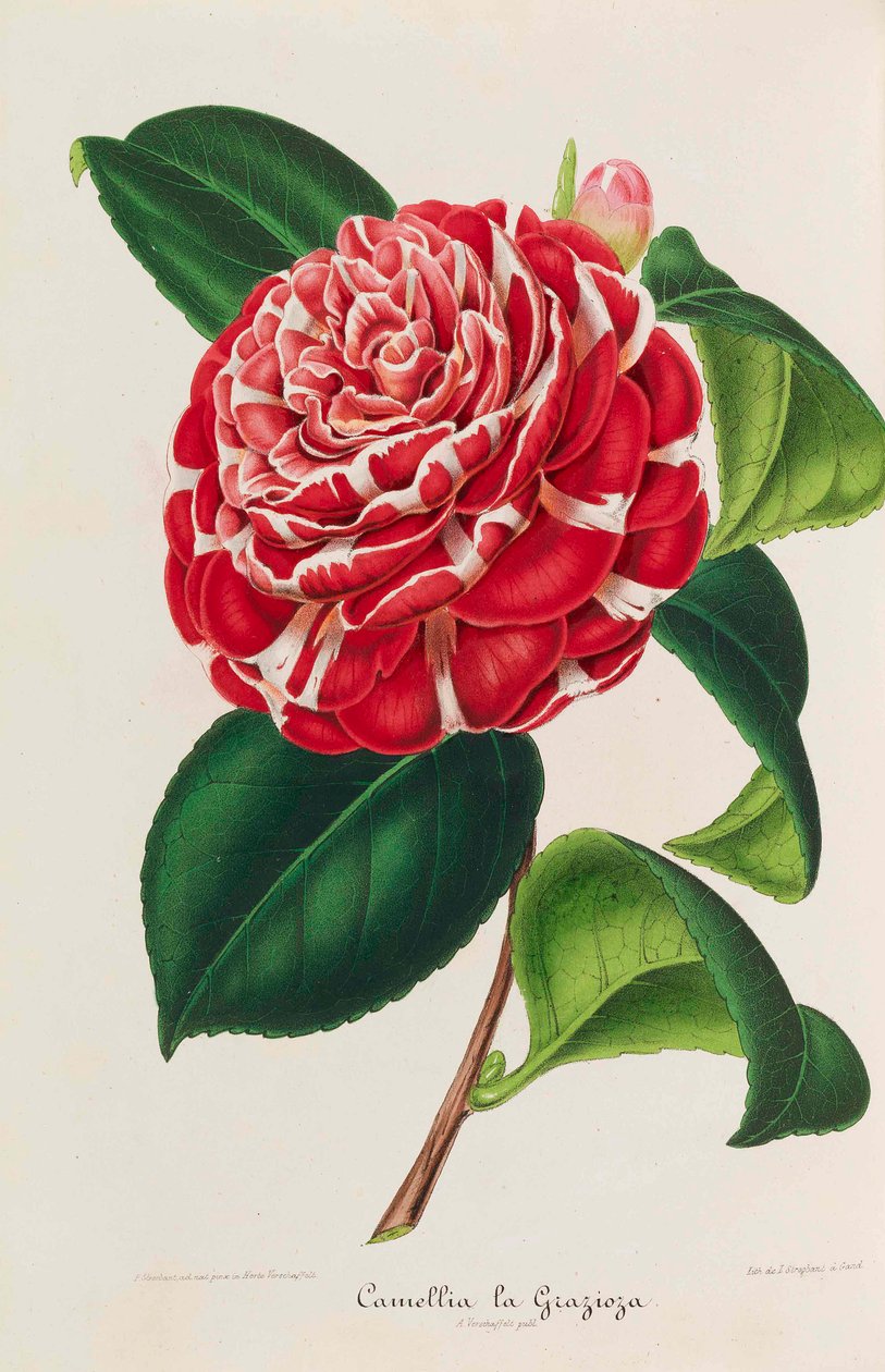 Ny ikonografi af kameliaer, 1850-1860. af Ambroise Alexandre Verschaffelt