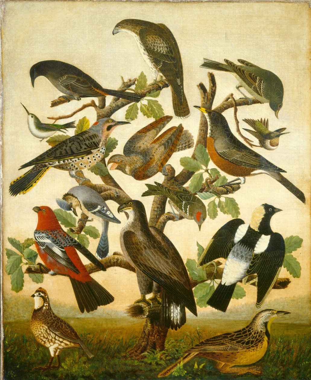 Fugle af American 19th Century