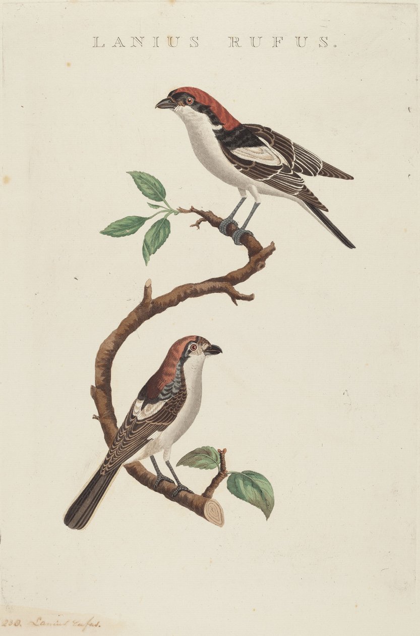 Rød uld af American 19th Century
