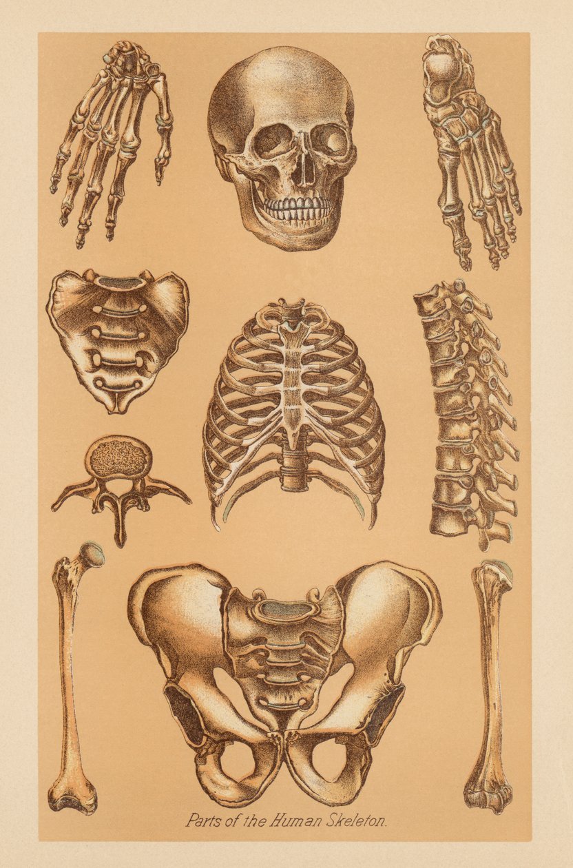 Anatomisk undersøgelse af det menneskelige skelet af American School